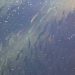 Photo by Rachel Rosen/Whidbey News-Times