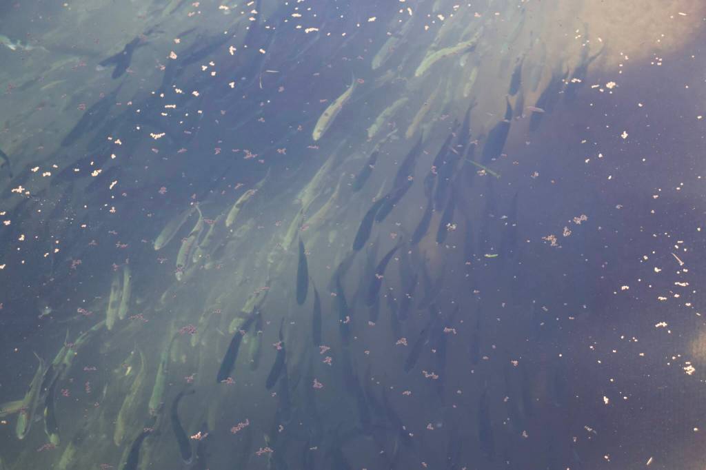 Photo by Rachel Rosen/Whidbey News-Times