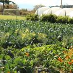 The Coupeville school farm produces fresh vegetables and legumes for district students.