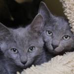 Kittens at WAIF are in need of foster homes. (Photo by Karina Andrew/Whidbey News-Times)