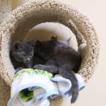 Kittens at WAIF are in need of foster homes. (Photo by Karina Andrew/Whidbey News-Times)