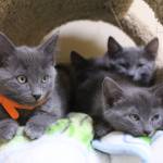 Photo by Karina Andrew/Whidbey News-Times