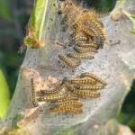 Tent caterpillars make a home in a Whidbey Island tree. (Photo by Jessie Stensland)