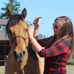 Photo by Karina Andrew/Whidbey News-Times
Shannon Ivins readies her horse, Apache, who will be a therapy horse in Iron Mills Ranchs new program.