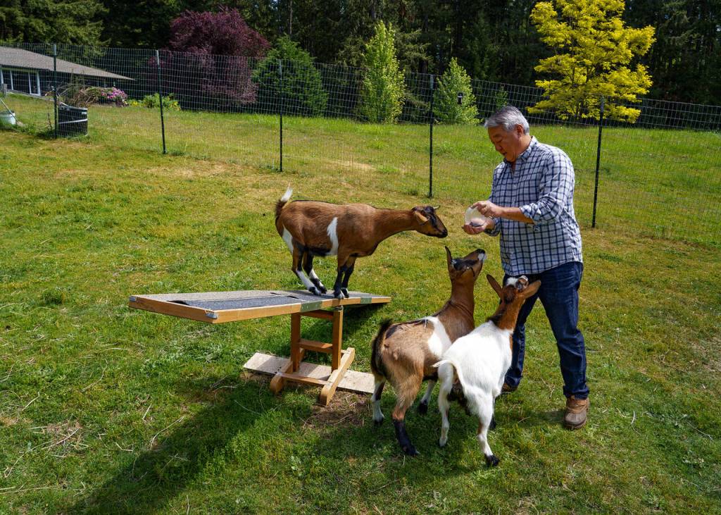 Peanut the goat enjoys balancing on a teeter totter.