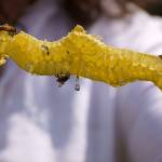 Photo by David Welton
Honey produced on the farm drips from fresh honeycomb.