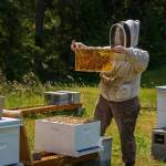 Beekeeper Juniper Black assists Marie Fiore and David Tsujimoto with operations of the farms apiary.