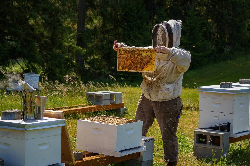 Beekeeper Juniper Black assists Marie Fiore and David Tsujimoto with operations of the farms apiary.