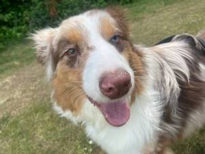 gus