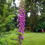 This time of year, pastel purple foxgloves are in bloom at Cascadia Meadows. (Photo by David Welton)
