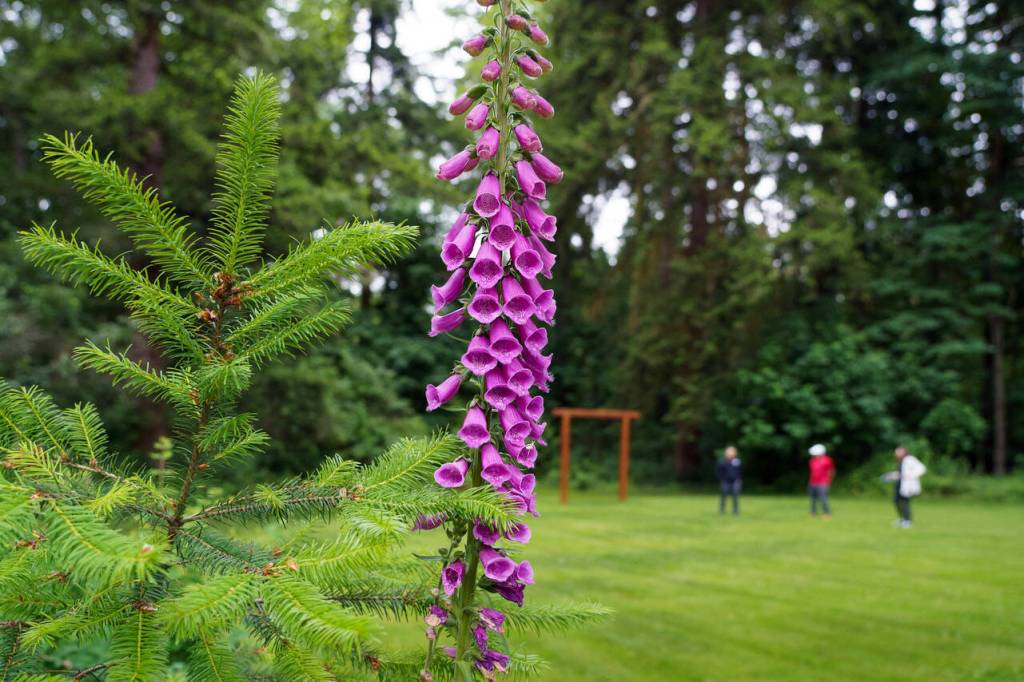 This time of year, pastel purple foxgloves are in bloom at Cascadia Meadows. (Photo by David Welton)