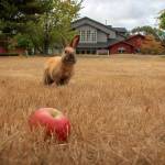 Photo by David Welton 
A bunny spies an apple at the fairgrounds in Langley.