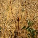 A chocolate lily in the field.