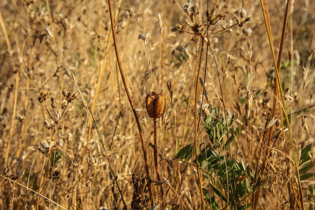 A chocolate lily in the field.