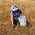 Leanne McConnell volunteered on July 7. (Photo by Luisa Loi)