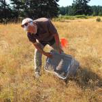 Pelant slaps seeds into a bucket. (Photo by Luisa Loi)
