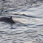 Photo by Rachel Haight/Orca Network