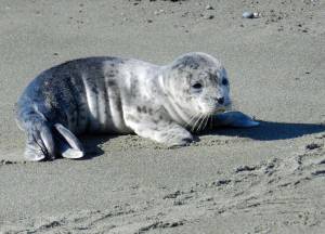 Photo by Sandy Dubpernell
A healthy seal pup was photographed on a Whidbey beach earlier in the season. Experts warn people to stay away from baby seals.