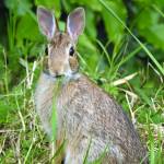 (Photo by the Washington Department of Fish and Wildlife)