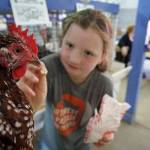Biscuit the chicken is hesitant about being fed some popcorn from Margreta Juengel, 9. The chicken barn at the Whidbey Island Fair was a lively sight Thursday morning, as those in 4-H and open classes prepared their fowl for judging. (Photo by David Welton)