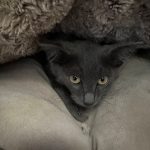 Veterinarian Eric Patrin named the rescued kitten Bosun. (Photo provided)