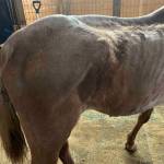 An emaciated horse in need of care. (Photo provided by Island County Prosecuting Attorneys Office)