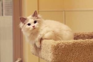 Ragdoll cats and other animals seized from Kristi Finch's property have been forfeited to WAIF animal shelter. (Photo by Jessie Stensland)