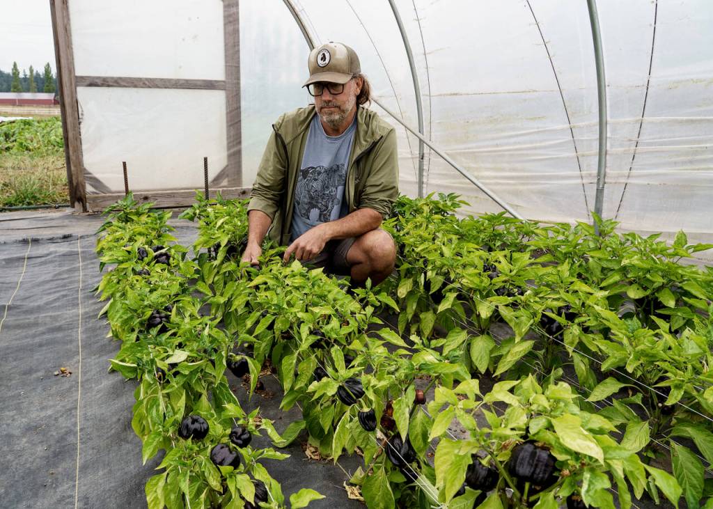 Stephen Williams of Foxtail Farm picks some peppers. (Photo by David Welton)