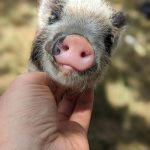 Photo provided
The Instagram-famous Petunia from Ballydidean Farm Sanctuary will attend the Harvest Faire.