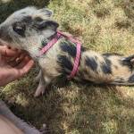 Photo provided
The Instagram-famous Petunia from Ballydidean Farm Sanctuary.