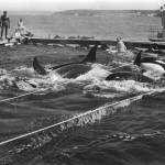 Former Whidbey News-Times Editor Wallie Funk captured this image of female orcas and calves trying to escape separation in nets set up in Penn Cove during the 1970 whale roundup.