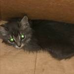 Photo provided
This kitten found on the Suquamish car deck was adopted by the passenger who discovered it.