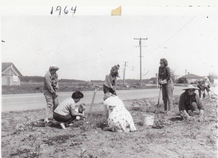 Oak Harbor Garden Club members work on a roadside beautification project in 1964. (Photo provided)