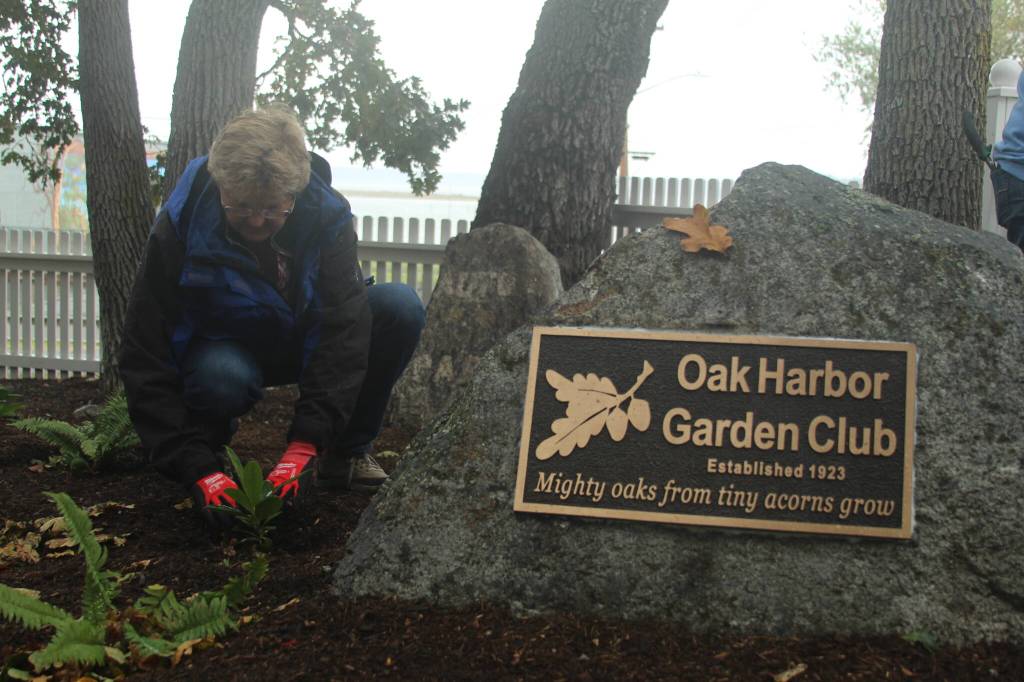 Oak Harbor Garden Club member Leah Hofer tends to a plot in Smith Park, where the club has been presented with a plaque in honor of its contributions to the city. (Photo by Karina Andrew/Whidbey News-Times)