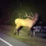 Island County Sheriffs Office photo
Deputy Jon Woodfell snapped a photo of Bruiser while assisting him out of the roadway near Strawberry Point. The elk eventually and majestically disappeared into the woods.