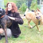 Carr sits on her moms lawn while her foster dogs play around. (Photo by Luisa Loi)