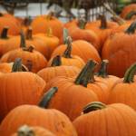 Photo by Karina Andrew/Whidbey News-Times