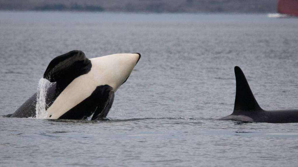 J-38, Cookie, breaches the water with L-110, Midnight, nearby. (Photo by Rachel Haight/Orca Network)