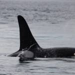 The massive dorsal fin of J-38, Cookie, cuts the water at Bush Point. (Photo by Rachel Haight/Orca Network)