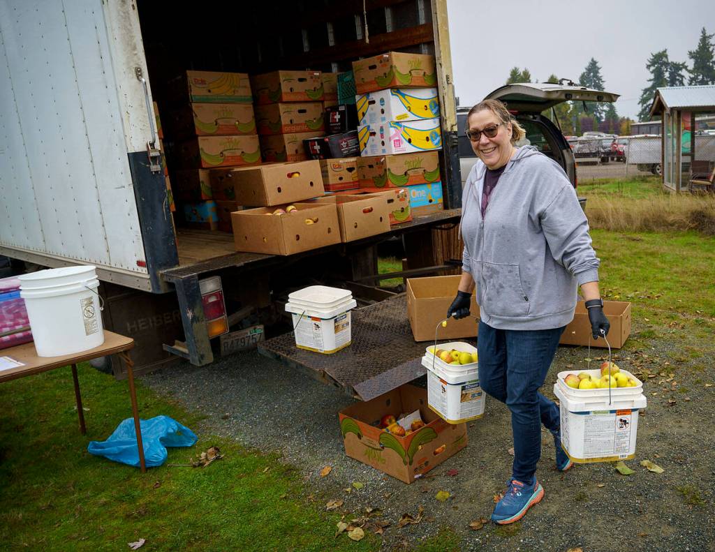 Carrie Hogan, a Woodhaven High School parent, hauls buckets of apples. (Photo by David Welton)