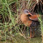A Virginia rail visits Deer Lagoon. (Photo by Carlos Andersen)