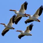 Photo by Carlos Andersen