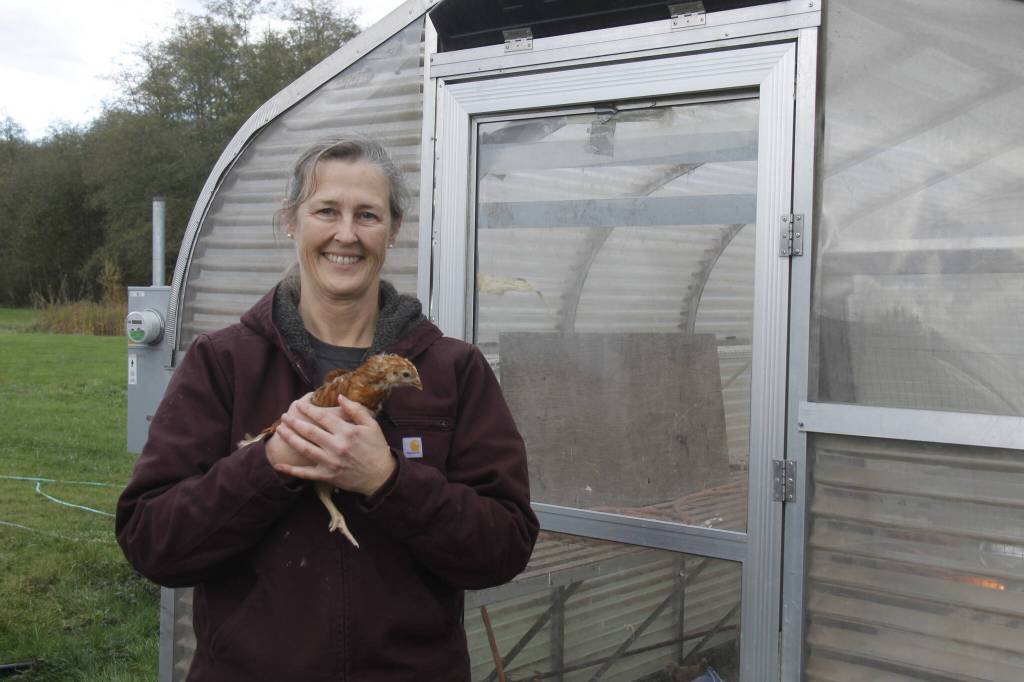 Organic Farm School graduate Maria Converse has hatched a plan to raise 115 robust egg-layers at the educational institution in the Maxwelton Valley. (Photo by Kira Erickson/South Whidbey Record)