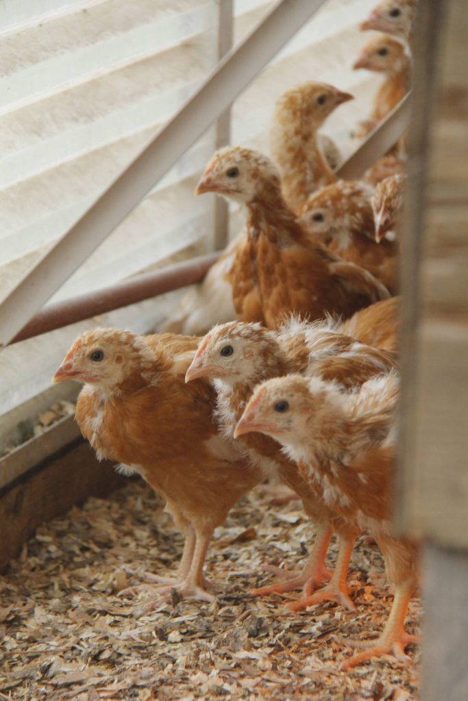 A group of chickens, five weeks old, cautiously peek around the corner at a Record reporter. (Photo by Kira Erickson/South Whidbey Record)