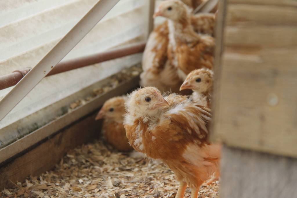 A group of chickens, five weeks old, cautiously peek around the corner at a Record reporter. (Photo by Kira Erickson/South Whidbey Record)