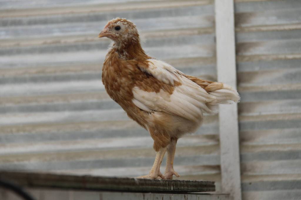 Photo by Kira Erickson/South Whidbey Record