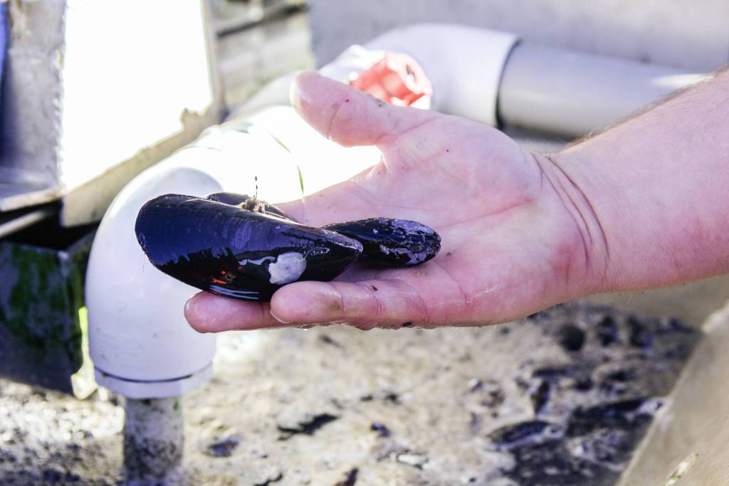 Zane Malloy shows a clean Pacific blue mussel that has been cleaned by a machine. (Photo by Luisa Loi)