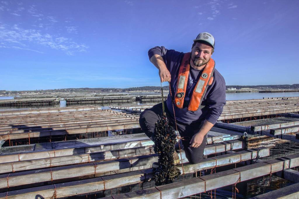 Zane Malloy pulls out a line of mussels. (Photo by Luisa Loi)