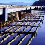 These lines of mussels will be harvested in 2024. (Photo by Luisa Loi)
