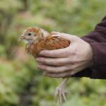 A 5-week-old Novogen chicken, which is a cross between a white leghorn rooster and a Rhode Island red hen. Once it matures, this chicken will lay about 5-6 eggs a week. (Photo by Kira Erickson/South Whidbey Record)